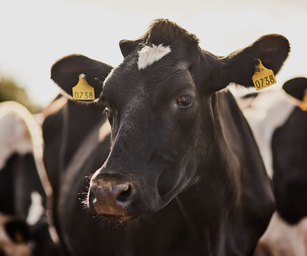 Cows head with yellow ear tags