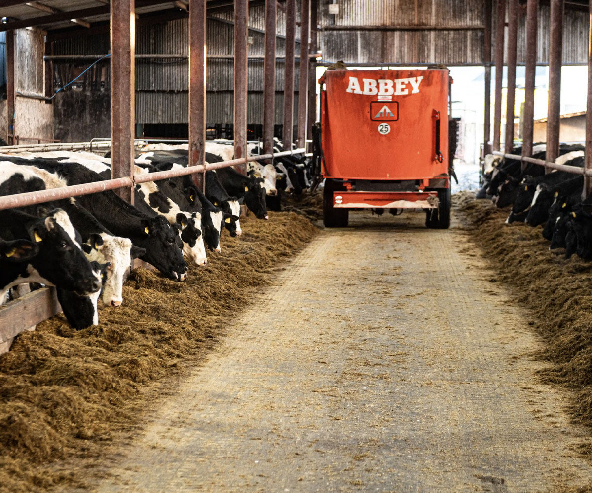 Rear view of a diet feeder feeding cattle in a shed