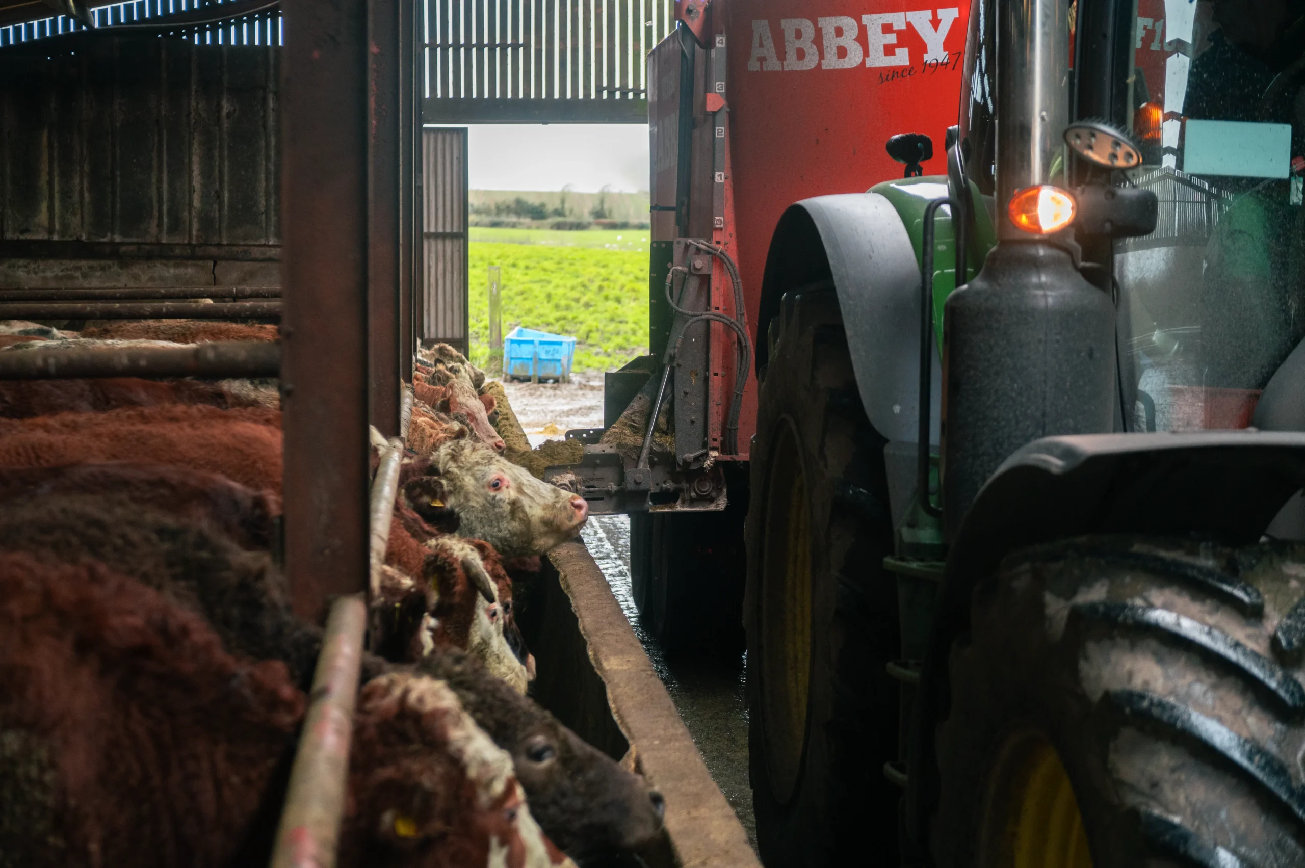 Abbey Machinery Single Auger Vertical Feeder in use feeding cattle