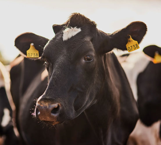 Cows head with yellow ear tags