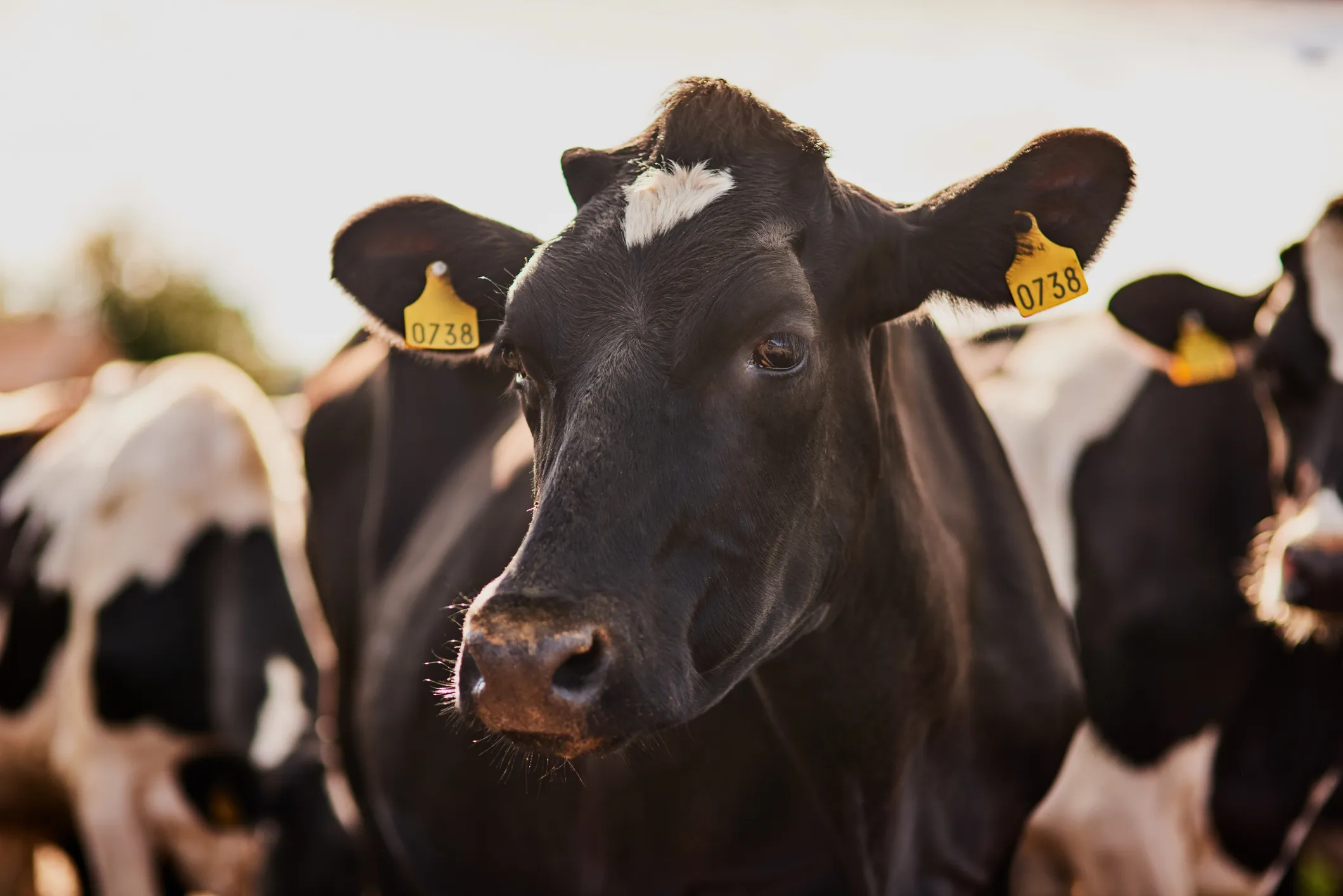 Cows head with yellow ear tags